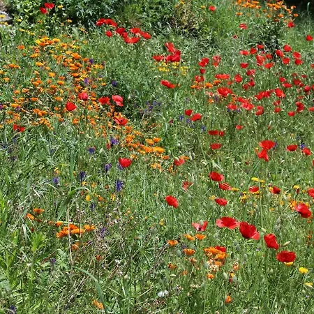 Holiday home Agriturismo La Rovere Cossano Belbo