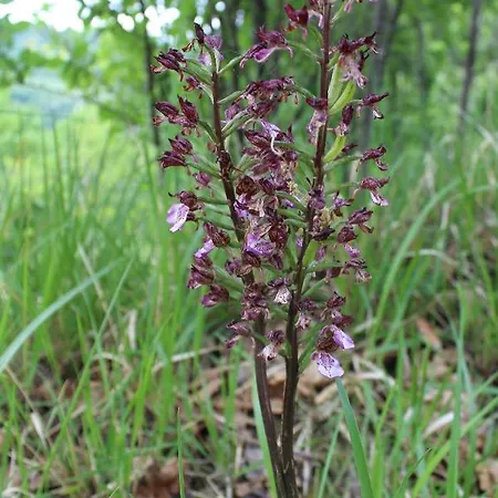 La Rovere * Cossano Belbo